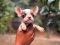A KALİTE ERKEK DİŞİ FRENCH BULDOG YAVRULAR