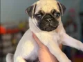 HAMBURGER SURAT GÜL KUYRUK PUG MOPS