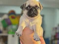 HAMBURGER SURAT GÜL KUYRUK PUG MOPS