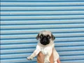 HAMBURGER SURAT GÜL KUYRUK PUG MOPS