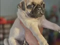 HAMBURGER SURAT GÜL KUYRUK PUG MOPS