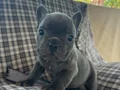 EGZOTİK BLUE FRENCH BULLDOG ÜST KALİTE 