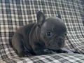 EGZOTİK BLUE FRENCH BULLDOG ÜST KALİTE 
