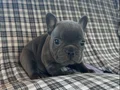 EGZOTİK BLUE FRENCH BULLDOG ÜST KALİTE 