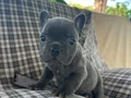 EGZOTİK BLUE FRENCH BULLDOG ÜST KALİTE 