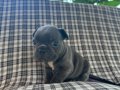 EGZOTİK BLUE FRENCH BULLDOG ÜST KALİTE 