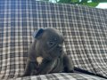EGZOTİK BLUE FRENCH BULLDOG ÜST KALİTE 