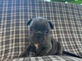 EGZOTİK BLUE FRENCH BULLDOG ÜST KALİTE 