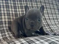 EGZOTİK BLUE FRENCH BULLDOG ÜST KALİTE 