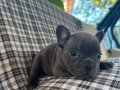 EGZOTİK BLUE FRENCH BULLDOG ÜST KALİTE 