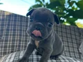 EGZOTİK BLUE FRENCH BULLDOG ÜST KALİTE 