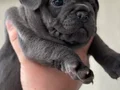 PREMİUM ÖZEL RENK BLUE FRENCHBULLDOG YAVRUSU EV ORTAMINDA