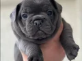 PREMİUM ÖZEL RENK BLUE FRENCHBULLDOG YAVRUSU EV ORTAMINDA