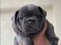 PREMİUM ÖZEL RENK BLUE FRENCHBULLDOG YAVRUSU EV ORTAMINDA