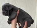 PREMİUM ÖZEL RENK BLUE FRENCHBULLDOG YAVRUSU EV ORTAMINDA