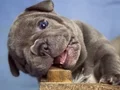 PREMİUM ÖZEL RENK BLUE FRENCHBULLDOG YAVRUSU EV ORTAMINDA
