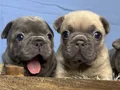 PREMİUM ÖZEL RENK BLUE FRENCHBULLDOG YAVRUSU EV ORTAMINDA