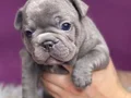 PREMİUM ÖZEL RENK BLUE FRENCHBULLDOG YAVRUSU EV ORTAMINDA