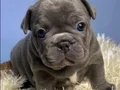 PREMİUM ÖZEL RENK BLUE FRENCHBULLDOG YAVRUSU EV ORTAMINDA