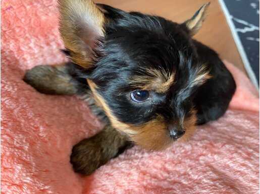 2 aylık şecereli teacup yorkshire yavru