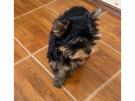 Safkan şecereli yorkshire 4 aylık erkek