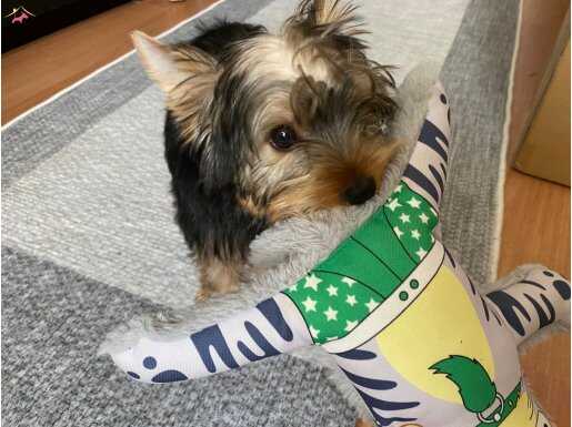 Şecereli safkan 4 aylık yorkshire yavru