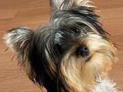 7 aylık erkek yorkshire terrier