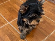 Safkan şecereli yorkshire 4 aylık erkek