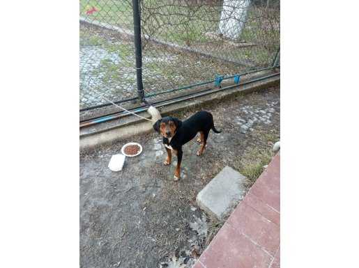 Transilvanya tazısı af köpeğe 