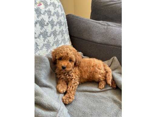 2.5 Aylık Irk Ve Kilo Garantili Toy Poodle Yavrularımız 