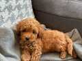 2.5 Aylık Irk Ve Kilo Garantili Toy Poodle Yavrularımız 