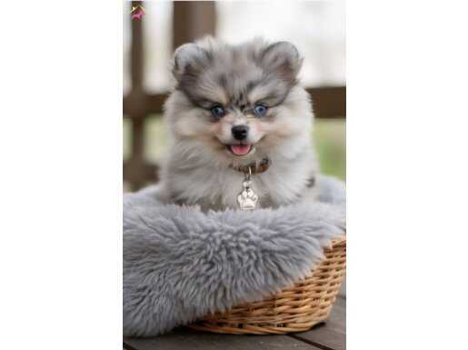 Teacup Pomeranian Bo