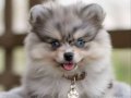 Teacup Pomeranian Bo