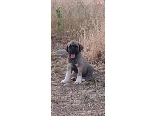 Satılık Kangal Yavruları