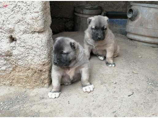 Satılık Kangal Yavruları