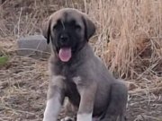 Satılık Kangal Yavruları
