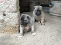 Satılık Kangal Yavruları