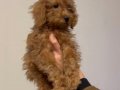 Aşıları Yapılmış Toy Poodle Erkek Yavru