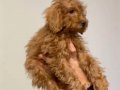 Aşıları Yapılmış Toy Poodle Erkek Yavru