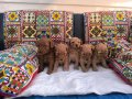 Safkan kaliteli sevimli poodle yavruları 4erkek 1 dişi 