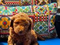 Safkan kaliteli sevimli poodle yavruları 4erkek 1 dişi 
