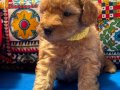 Safkan kaliteli sevimli poodle yavruları 4erkek 1 dişi 