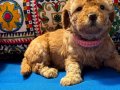 Safkan kaliteli sevimli poodle yavruları 4erkek 1 dişi 