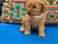 Safkan kaliteli sevimli poodle yavruları 4erkek 1 dişi 