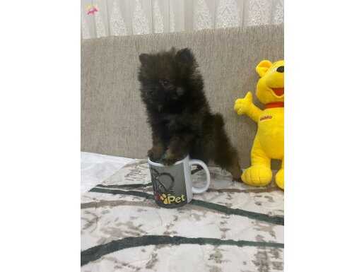Çok Uygun Blacktan Pomeranian Bıcırık