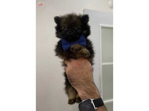 Çok Uygun Pomeranian Erkek Yavru