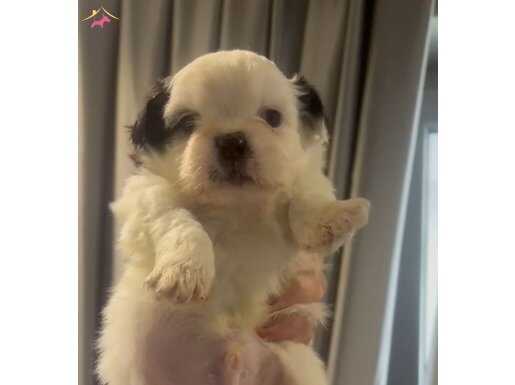 Bebek Suratlı Şitsu