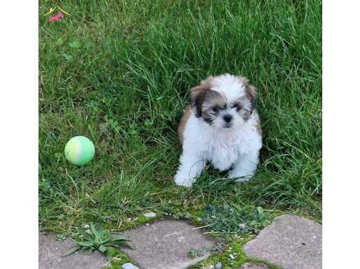 Sevimli Şitsu Bebekler