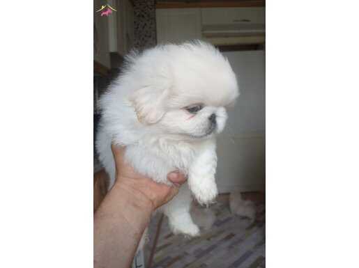 Sevimli İmperial Bebişler