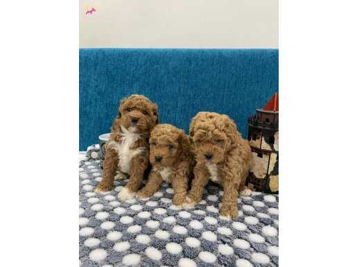 Harika Poodle Bebekler